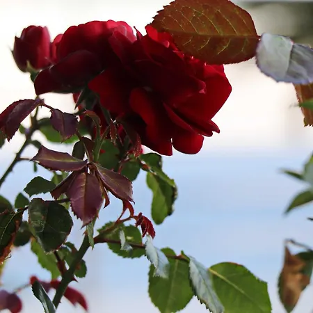 Hotel Pansion Antonio 4*